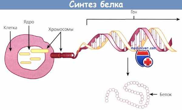 Схема синтеза белка