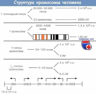 Структура хромосом человека