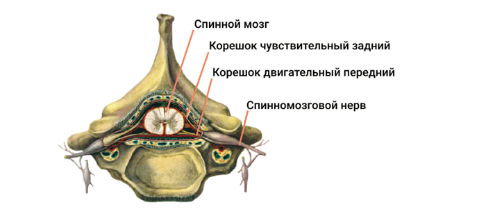 Позвоночник-поперечный-срез