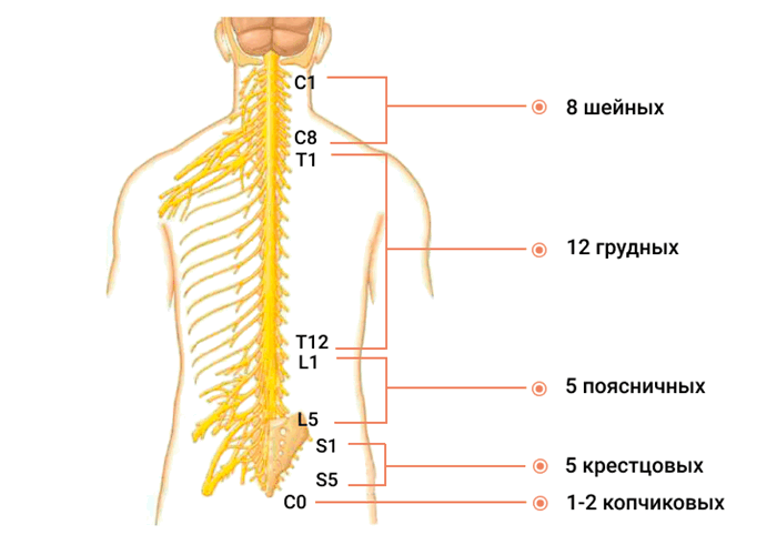 Спинномозговые нервы