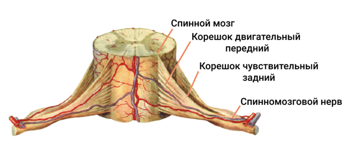 Сегмент спинного мозга