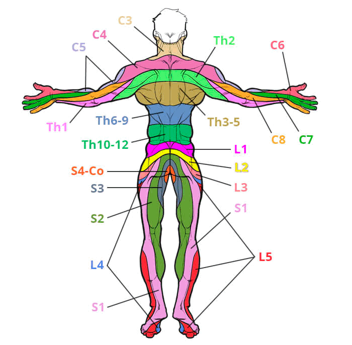 Зоны-сегментарной-иннервации_002