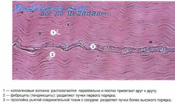 костные ткани
