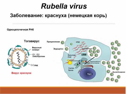 Вирус краснухи.jpg