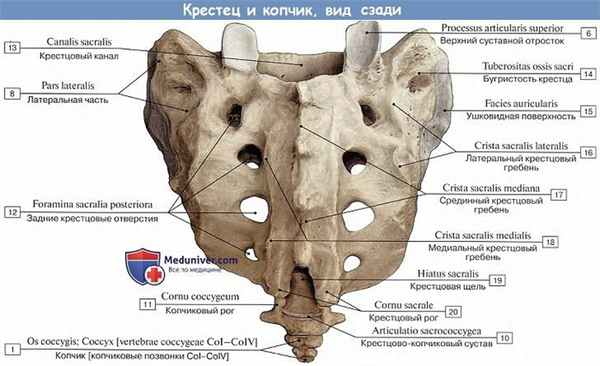 Анатомия: Крестцовые позвонки, крестец и копчик, вид сзади