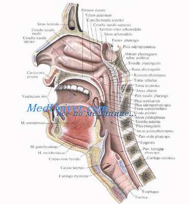 Крыловидно-небная ямка. Топография крыловидно-небной ямки. Стенки крыловидно-небной ямки. Окологлоточное пространство