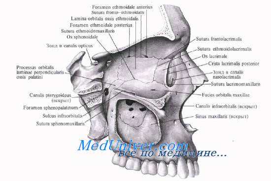 Крыловидно-небная ямка. Топография крыловидно-небной ямки. Стенки крыловидно-небной ямки. Окологлоточное пространство