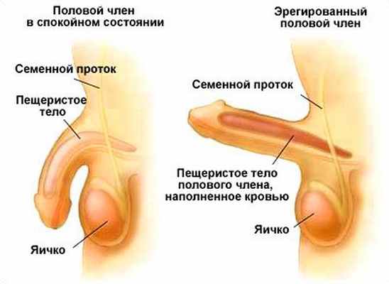 Снижение эрекции