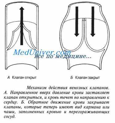 кровеносные сосуды