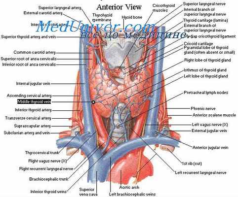 сосуды гортани