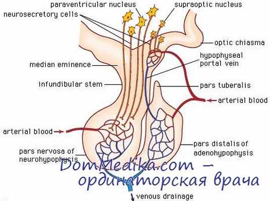 анатомия гипофиза человека