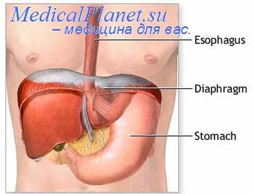иннервация диафрагмы