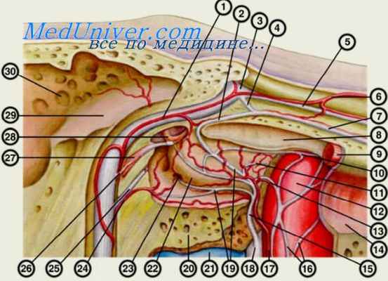 кровоснабжение лабиринта