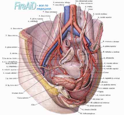 кровоснабжение матки