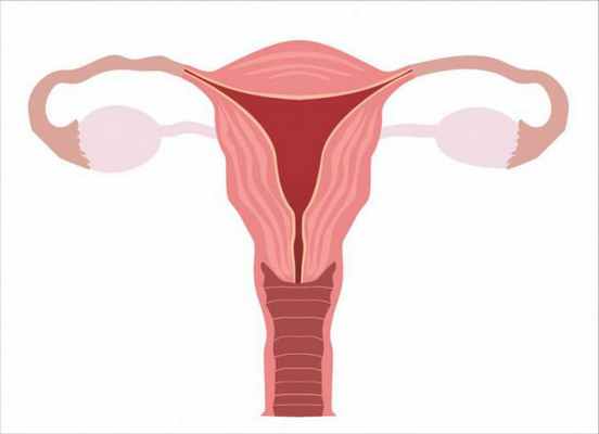 артериальная система матки