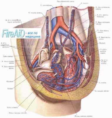 кровоснабжение матки