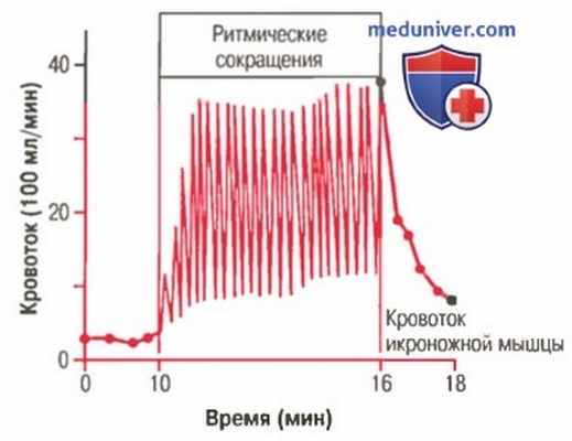 Кровоток в скелетных мышцах. Регуляция кровотока в мышцах