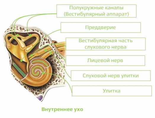 Uho vnutrenee