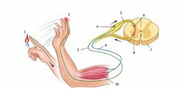 Примитивные рефлексы, их сохранение и значение