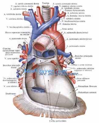 легочные вены, верхняя полая вена