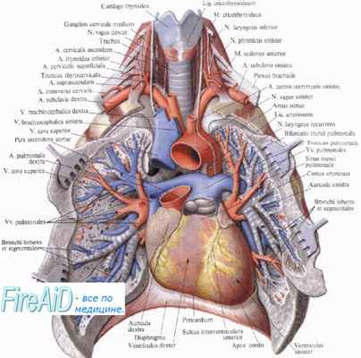 легочные вены, верхняя полая вена