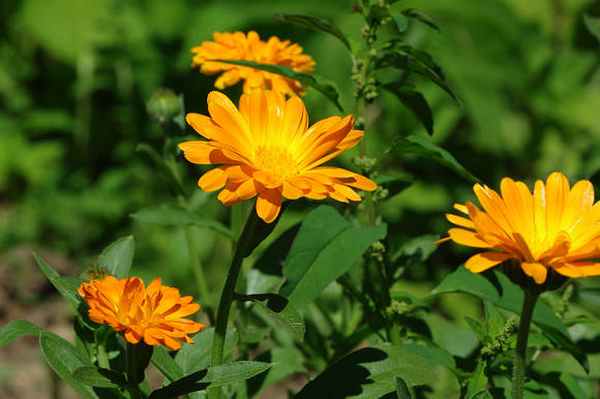 Календула лекарственная