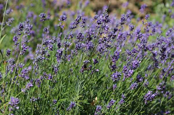 Лаванда узколистная