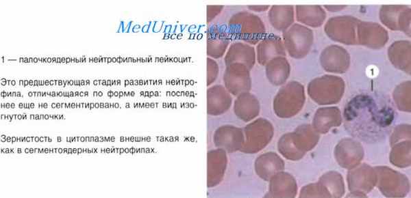 лейкоциты крови