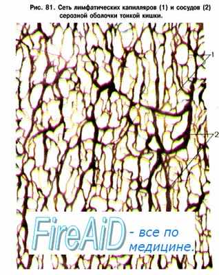 Лимфатические сосуды. Лимфангионы. Тонус лимфатических сосудов.