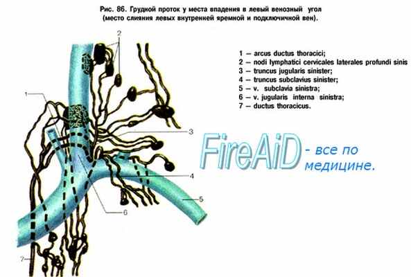 Лимфатические сосуды. Лимфангионы. Тонус лимфатических сосудов.