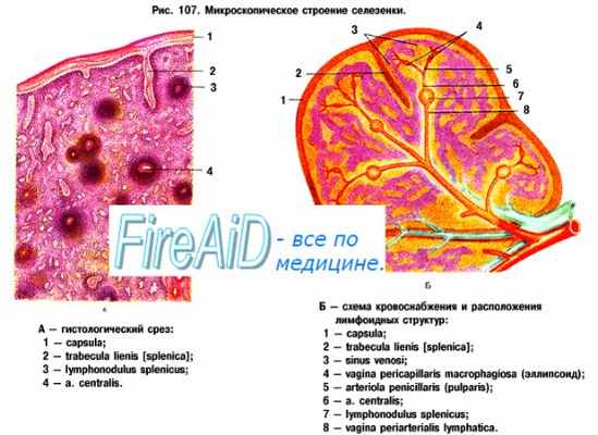 селезенка при лейкозе