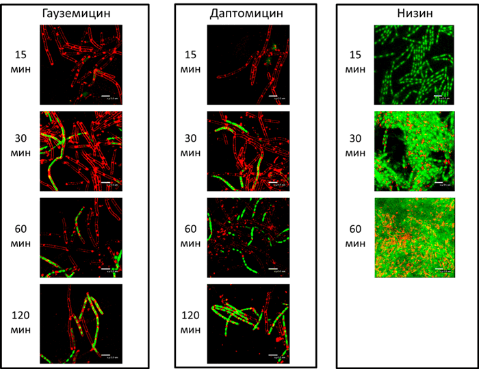Гауземицины и даптомицин вызывают гибель клеток