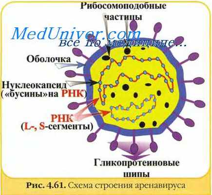 Аренавирусы. Свойства аренавирусов. Геморрагическая лихорадка Ласса