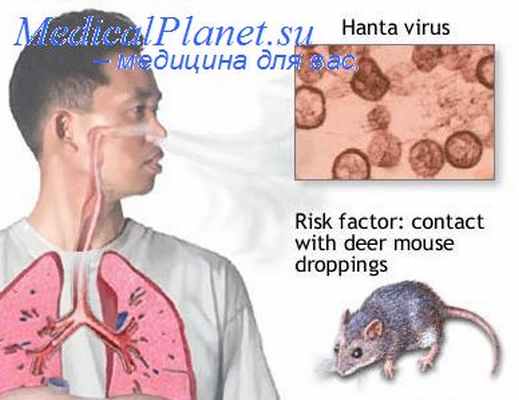 аренавирусы