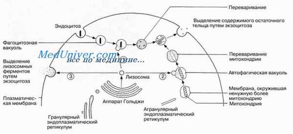 Лизосомы. Этапы эндоцитоза. Переваривание при эндоцитозе