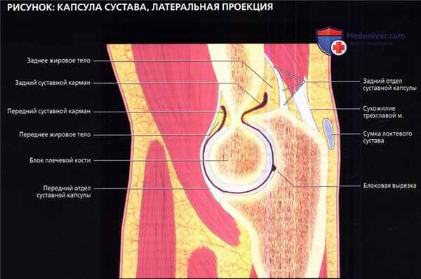 Лучевая анатомия локтевого сустава