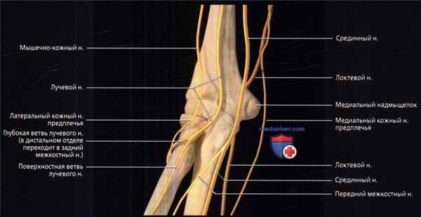 Лучевая анатомия локтевого сустава
