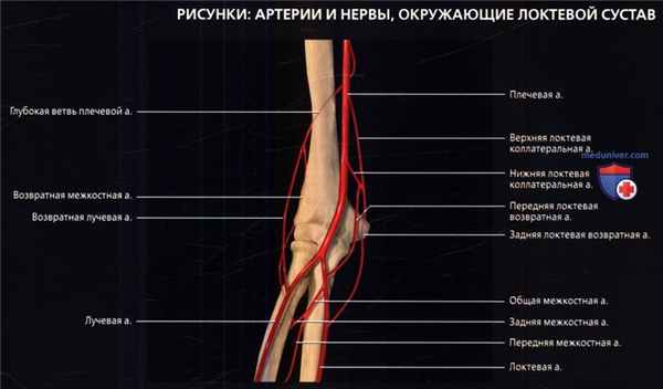 Лучевая анатомия локтевого сустава