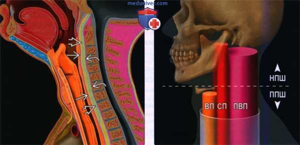 Введение в лучевую диагностику паравертебрального пространства: лучевая анатомия, методы исследования