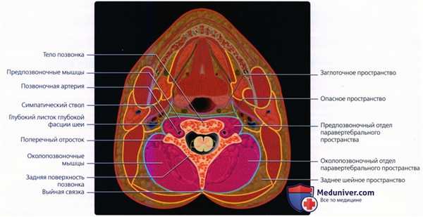 Введение в лучевую диагностику паравертебрального пространства: лучевая анатомия, методы исследования