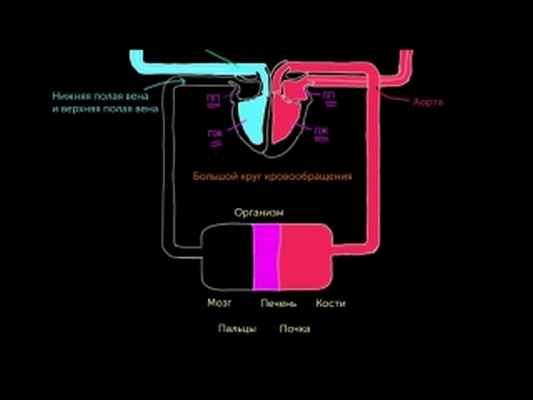 Фтизиатрия