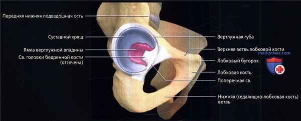 Лучевая анатомия тазобедренного сустава
