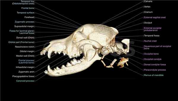 Череп - 3D - Собака - Атлас анатомии