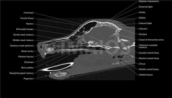 vet-Anatomy - Собака: Череп - КТ