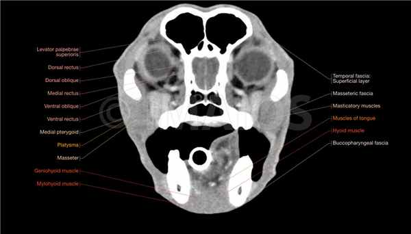 Собака- Мышцы: Атлас анатомии: Голова, Лицо, Шея