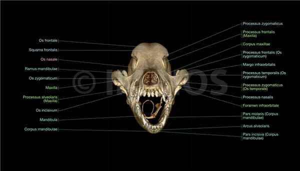 Ростральный вид - 3D: Резцовая кость, Носовая кость, Верхняя челюсть,Лобная кость