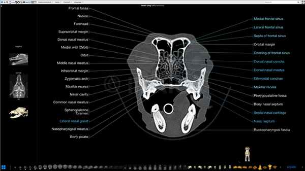 Анатомия головы и черепа собаки в КТ-срезах (кости черепа, мозг, мышцы лицевой части, гортань, глотка, синус лицевой части черепа)