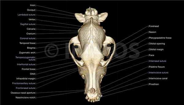 Анатомия животных - Собака: Кости - 3D - Дорсальный вид