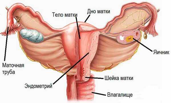 Рак матки - симптомы и признаки