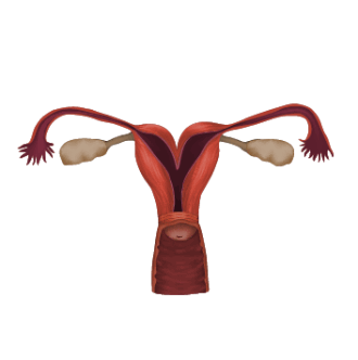 Двурогая матка